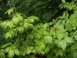 Eleutherococcus senticosus. Растения с незрелыми плодами. Приморский край, Лазовский р-н, Лазовский заповедник, окр. кордона Америка. 17.08.2009.