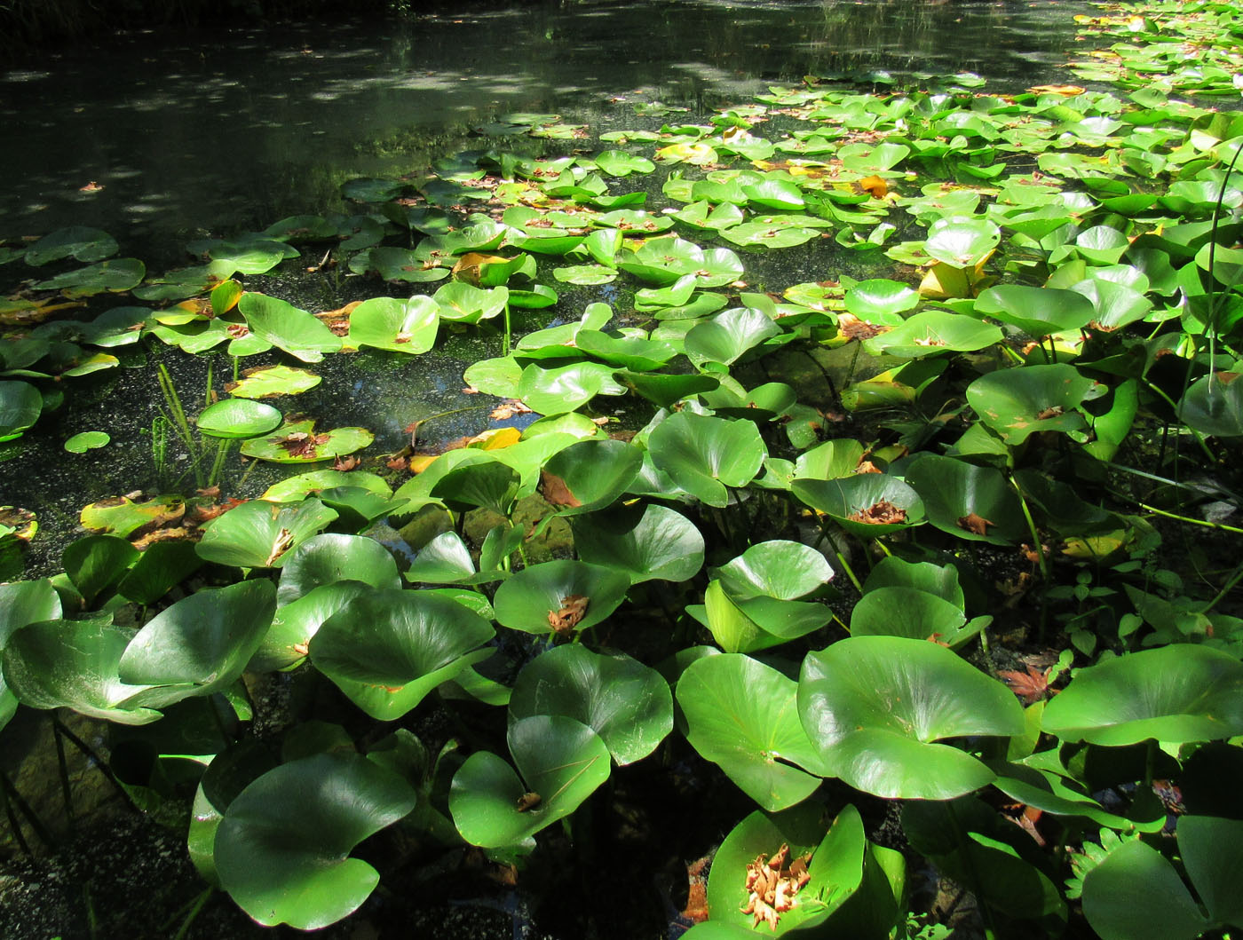 Image of genus Nymphaea specimen.