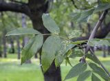 Fraxinus pennsylvanica