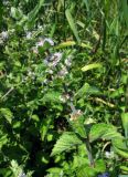 Mentha arvensis