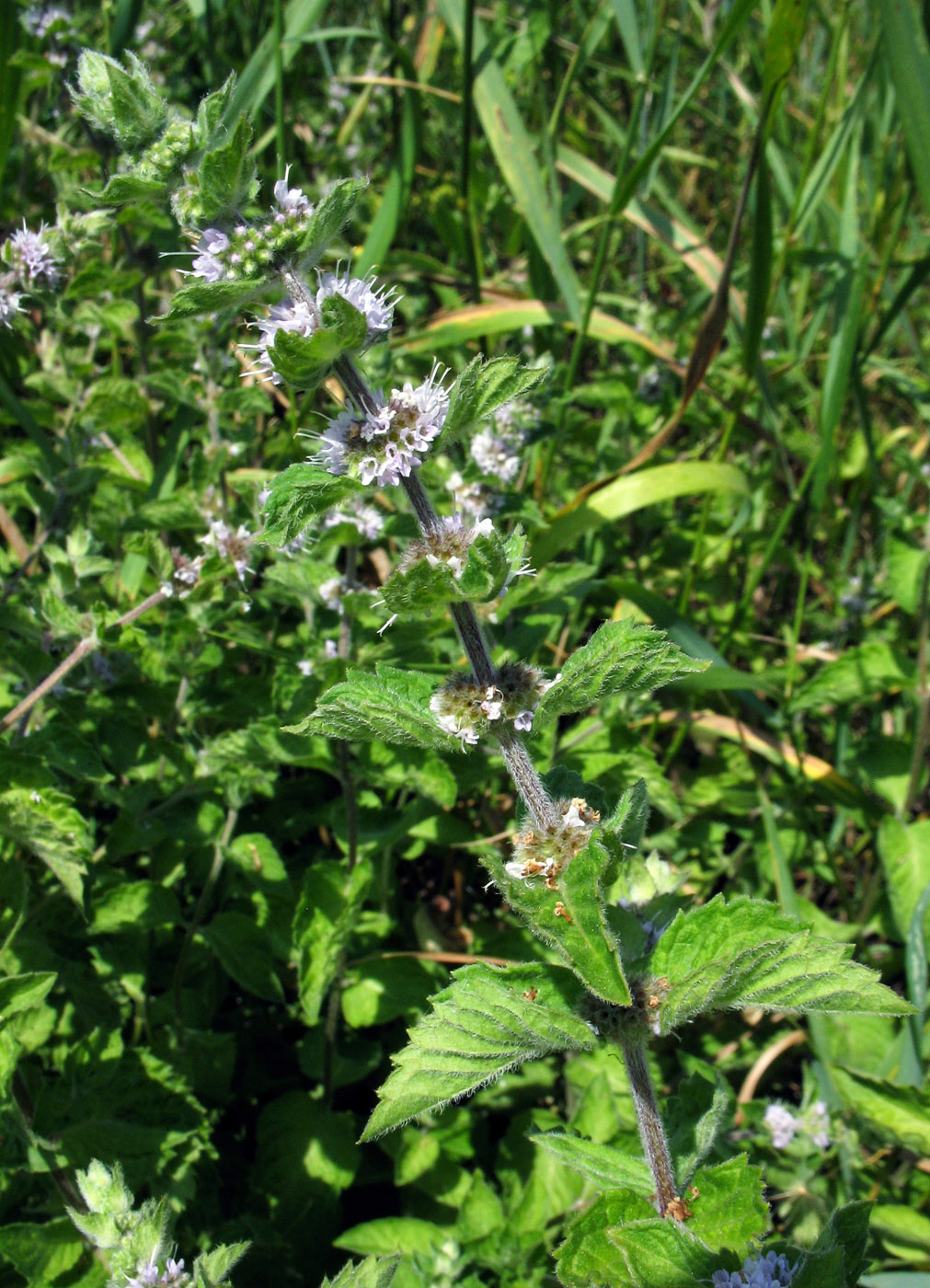 Image of Mentha arvensis specimen.