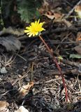 Taraxacum hybernum. Цветоносный побег с раскрывшейся корзинкой. Республика Крым, Алуштинский р-н, окр. с. Малореченское, заросли кустарников на краю шоссе. 04.09.2021.