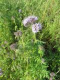 Phacelia tanacetifolia