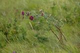 Astragalus cornutus