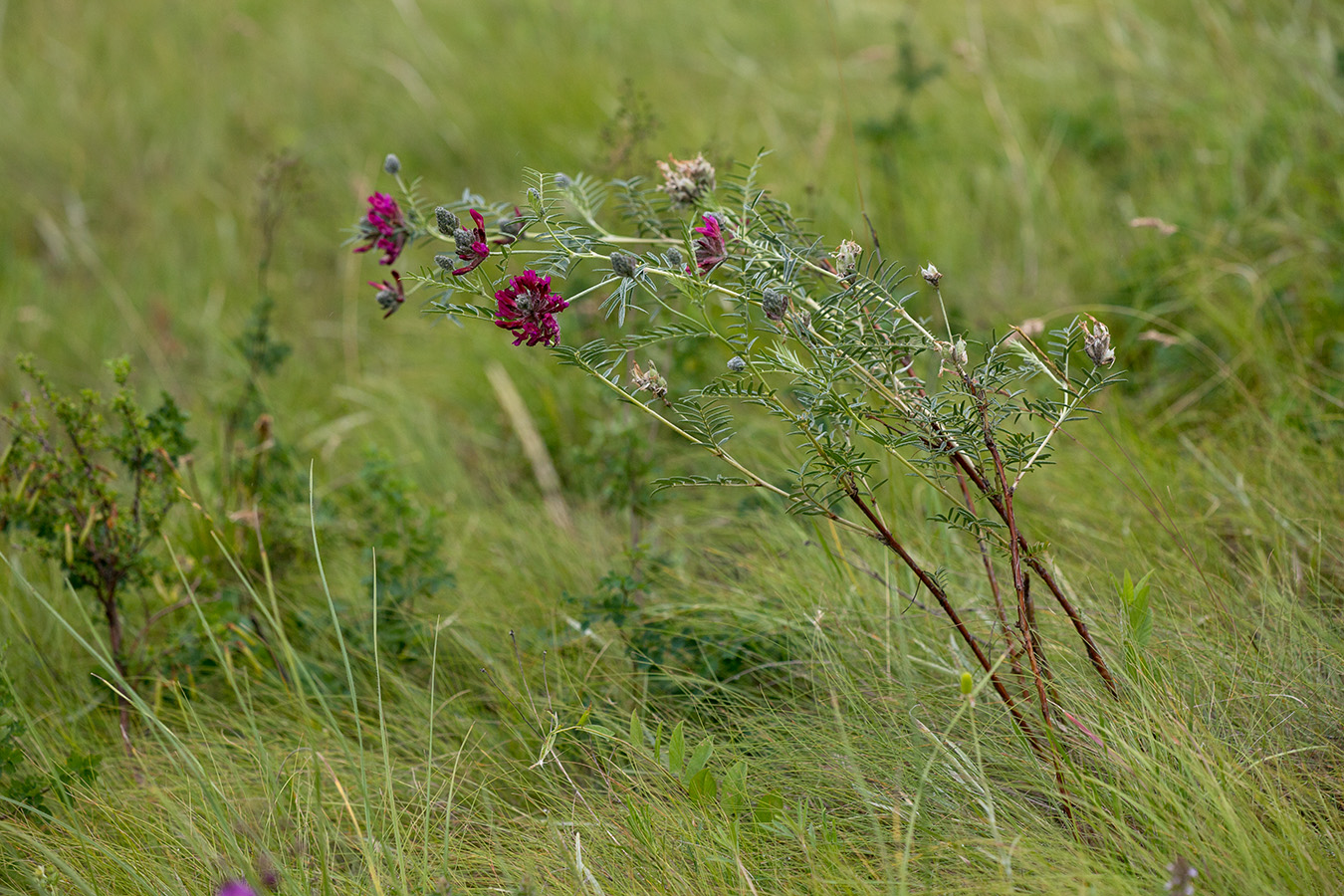 Изображение особи Astragalus cornutus.