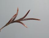 Image of taxon representative. Author is Татьяна Мальчинская
