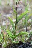 Epipactis palustris