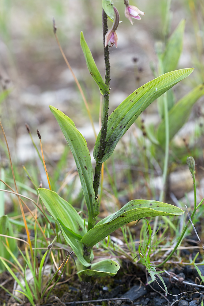 Изображение особи Epipactis palustris.