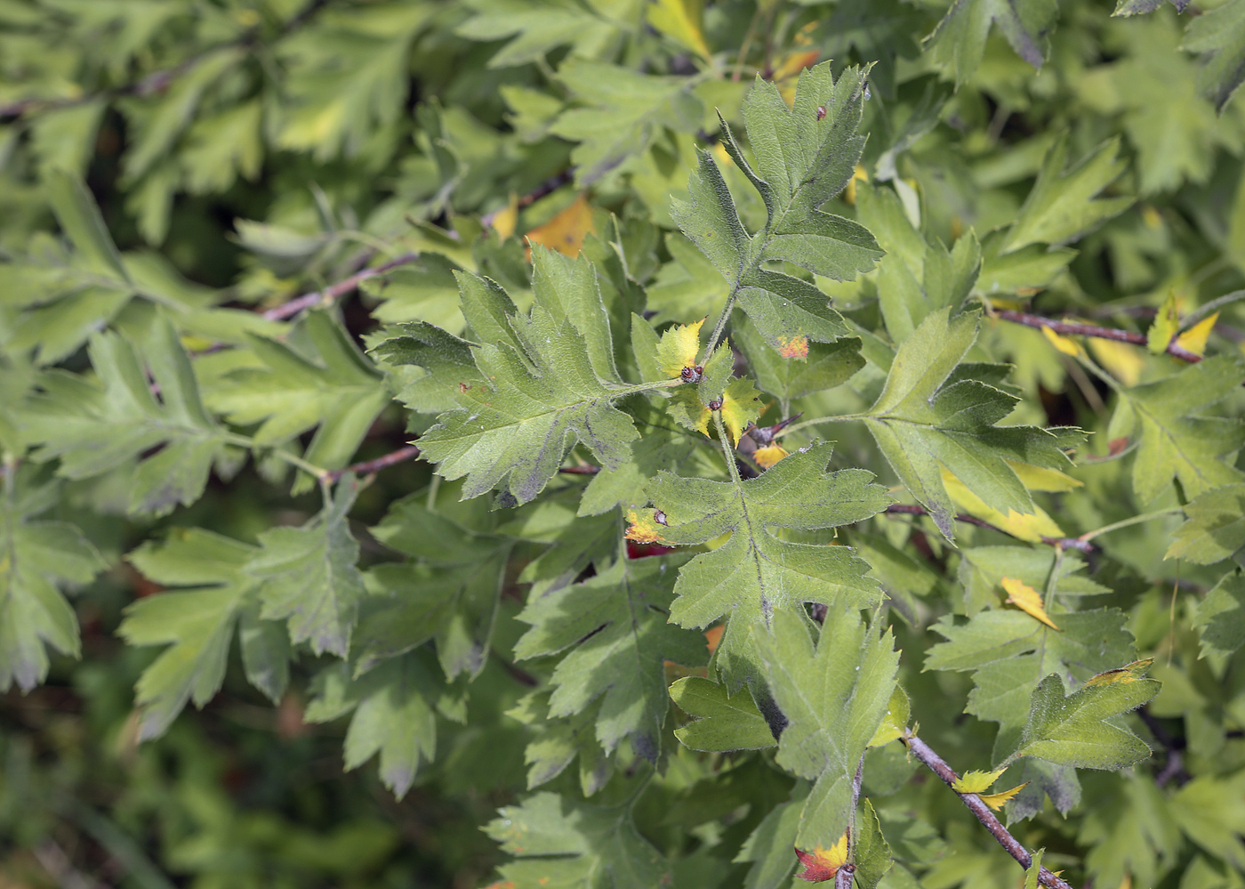 Image of Crataegus monogyna specimen.