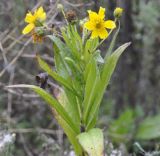 Image of taxon representative. Author is Роланд Цандекидис