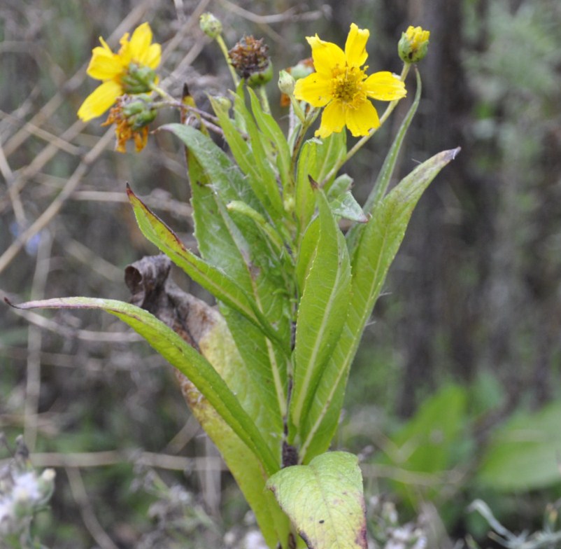 Изображение особи Guizotia abyssinica.