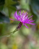 Crupina crupinastrum. Соцветие. Израиль, г. Иерусалим, ботанический сад университета. 01.05.2019.