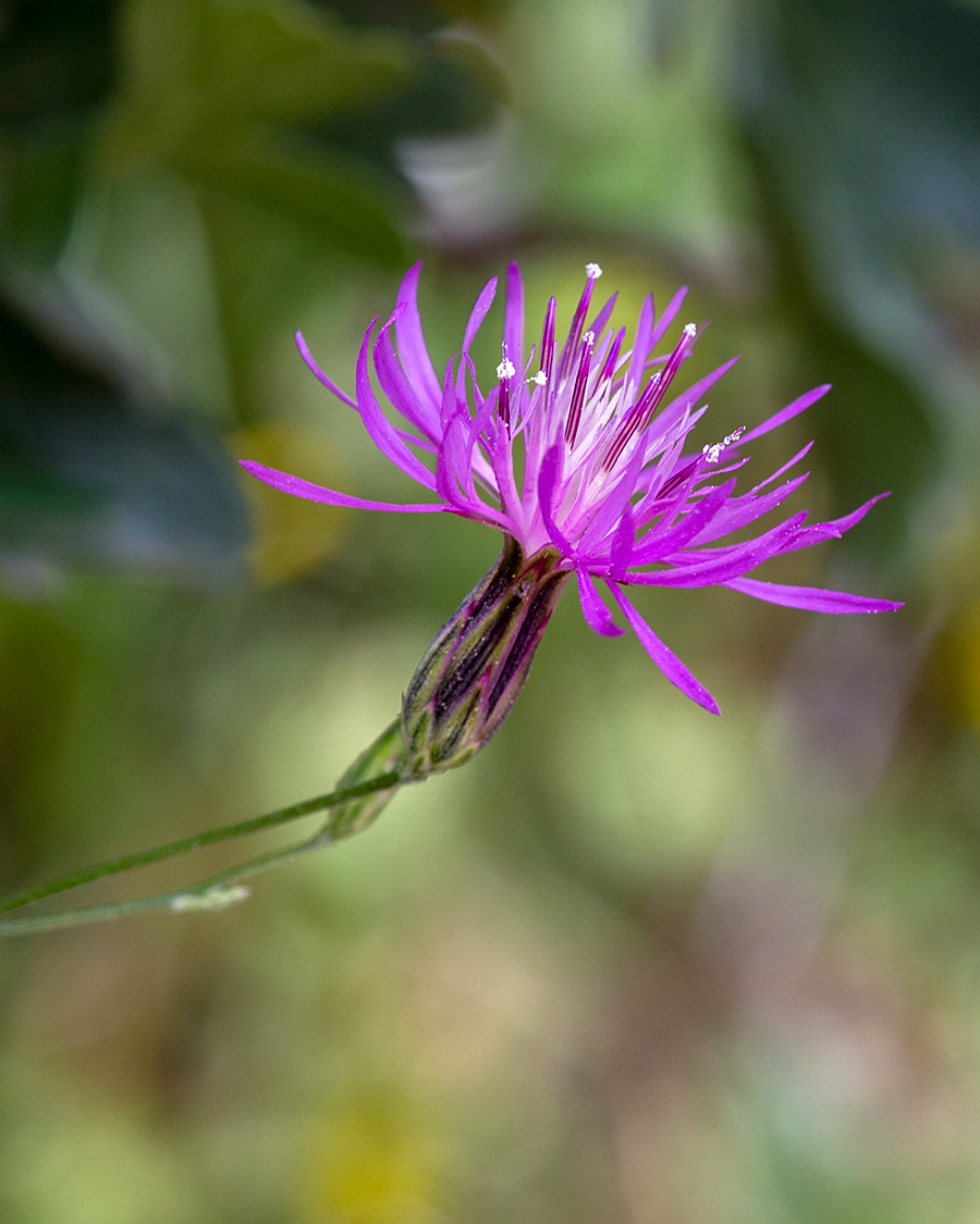Image of Crupina crupinastrum specimen.