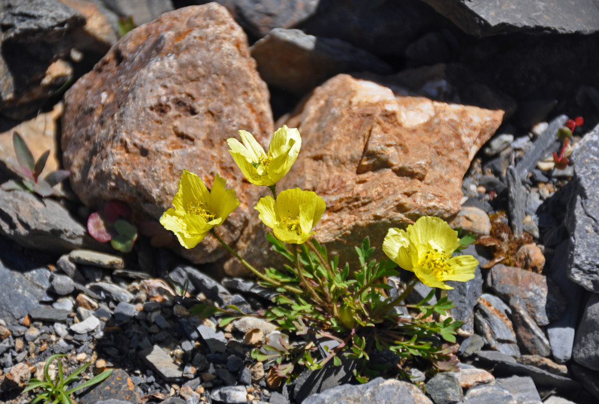 Изображение особи род Papaver.