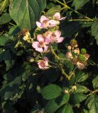 genus Rubus. Верхушка побега с соцветием и соплодиями с незрелыми плодами. Германия, г. Гейдельберг, обочина Философской тропы. 30.07.2012.