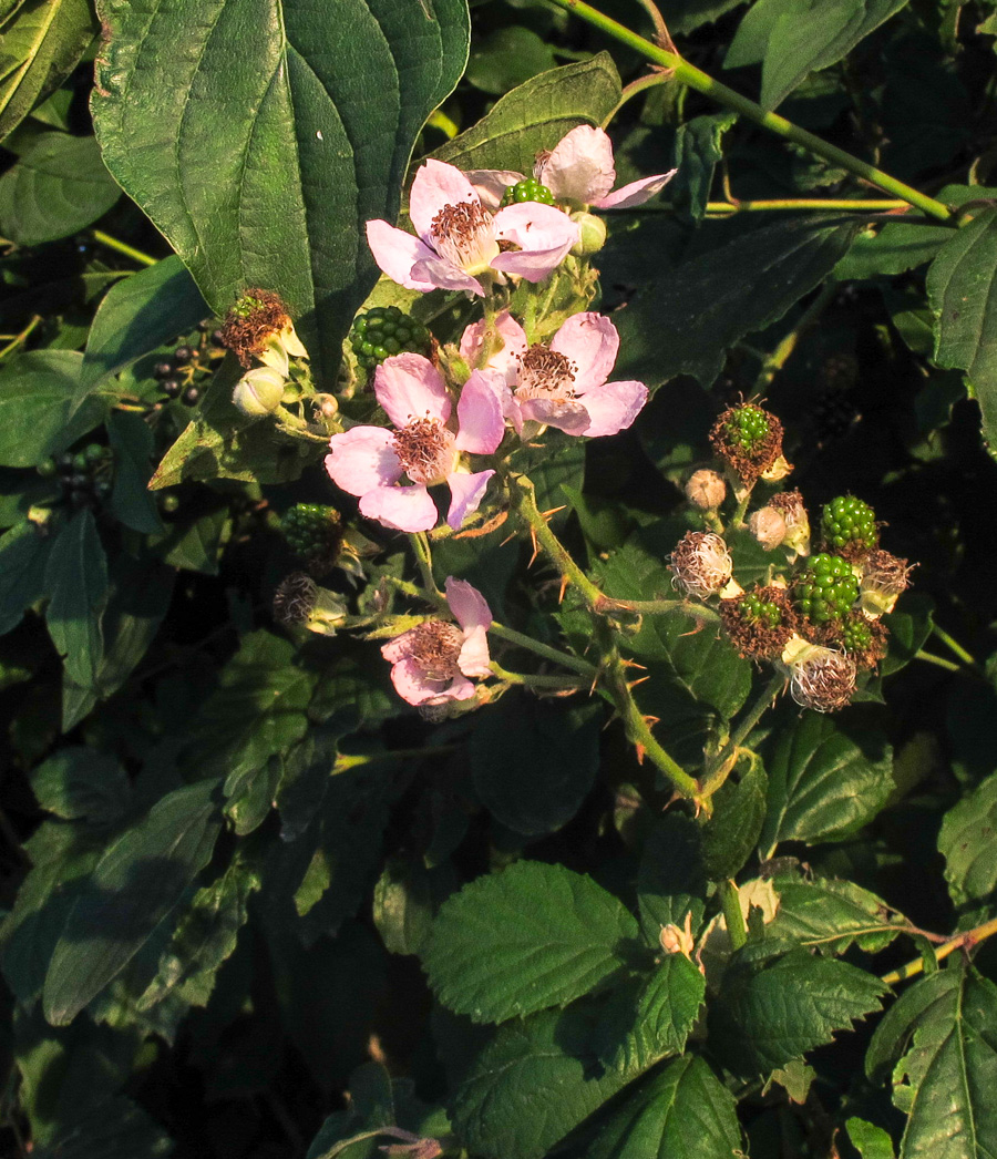 Image of genus Rubus specimen.