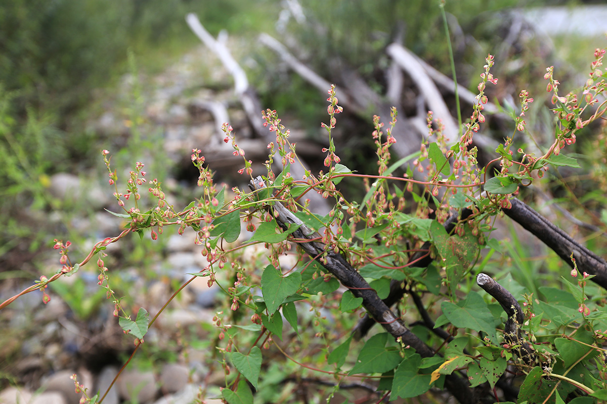 Image of Fallopia dumetorum specimen.