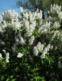 Syringa vulgaris