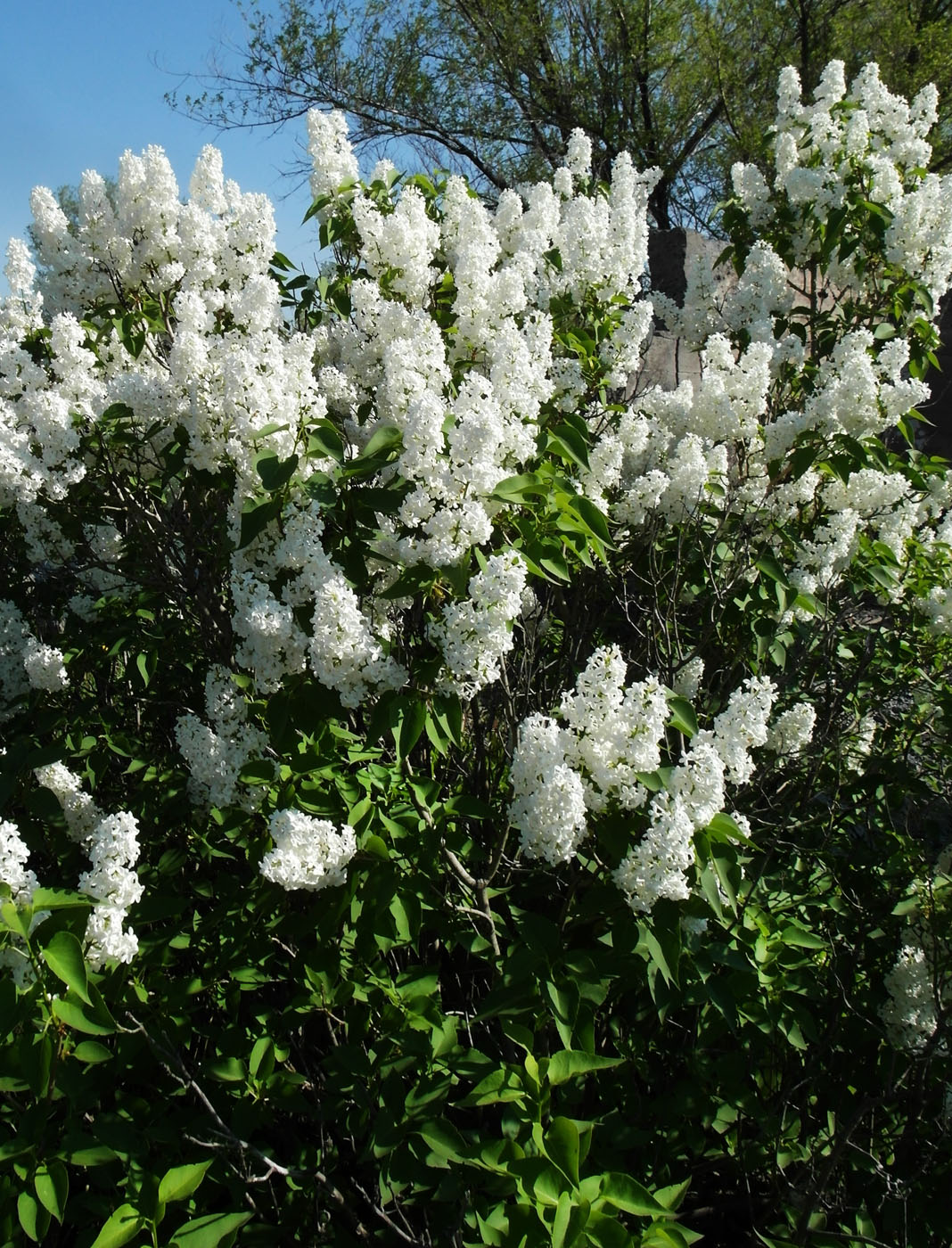 Изображение особи Syringa vulgaris.