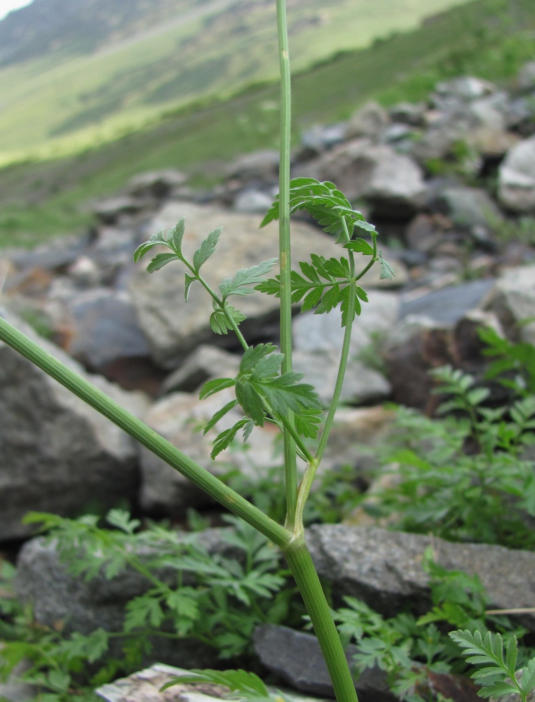 Изображение особи Anthriscus ruprechtii.