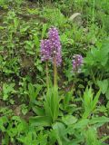 Orchis militaris ssp. stevenii