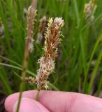 Carex disticha