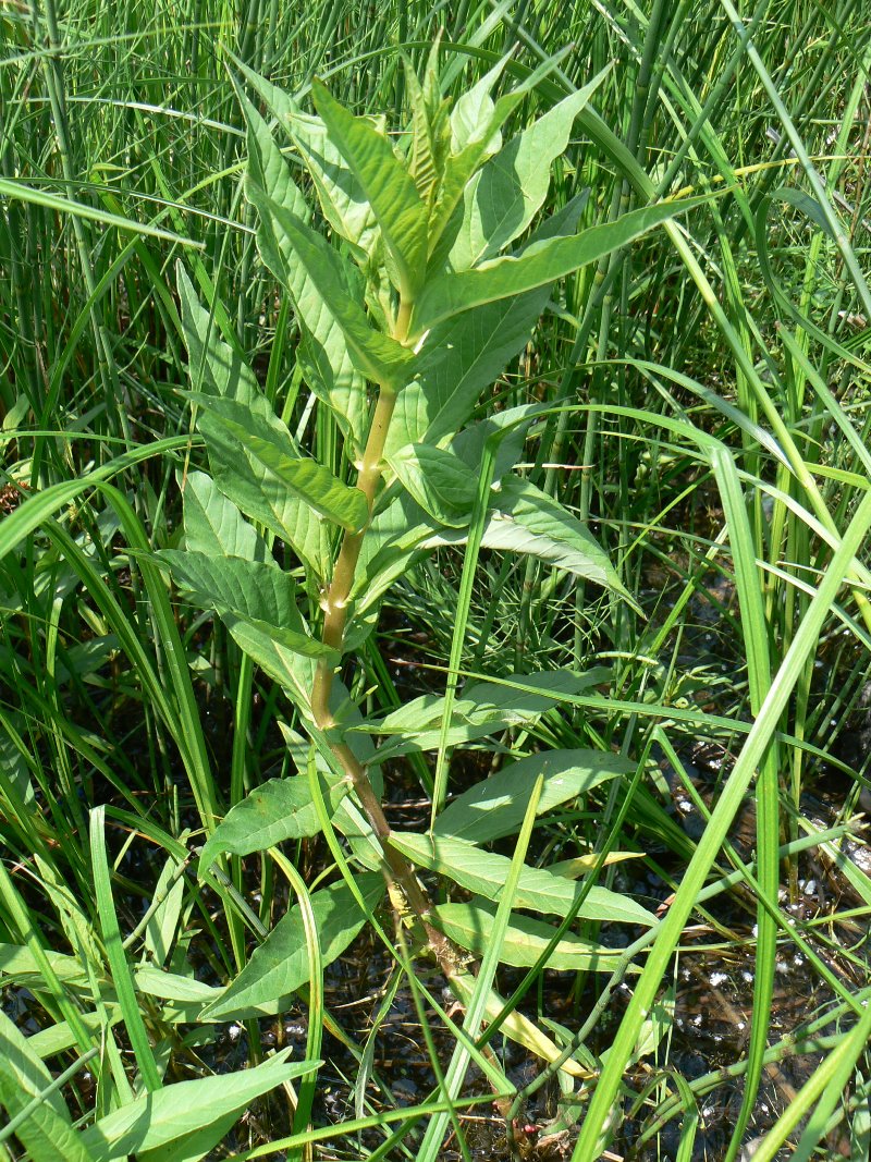 Изображение особи Naumburgia thyrsiflora.