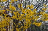 Forsythia europaea