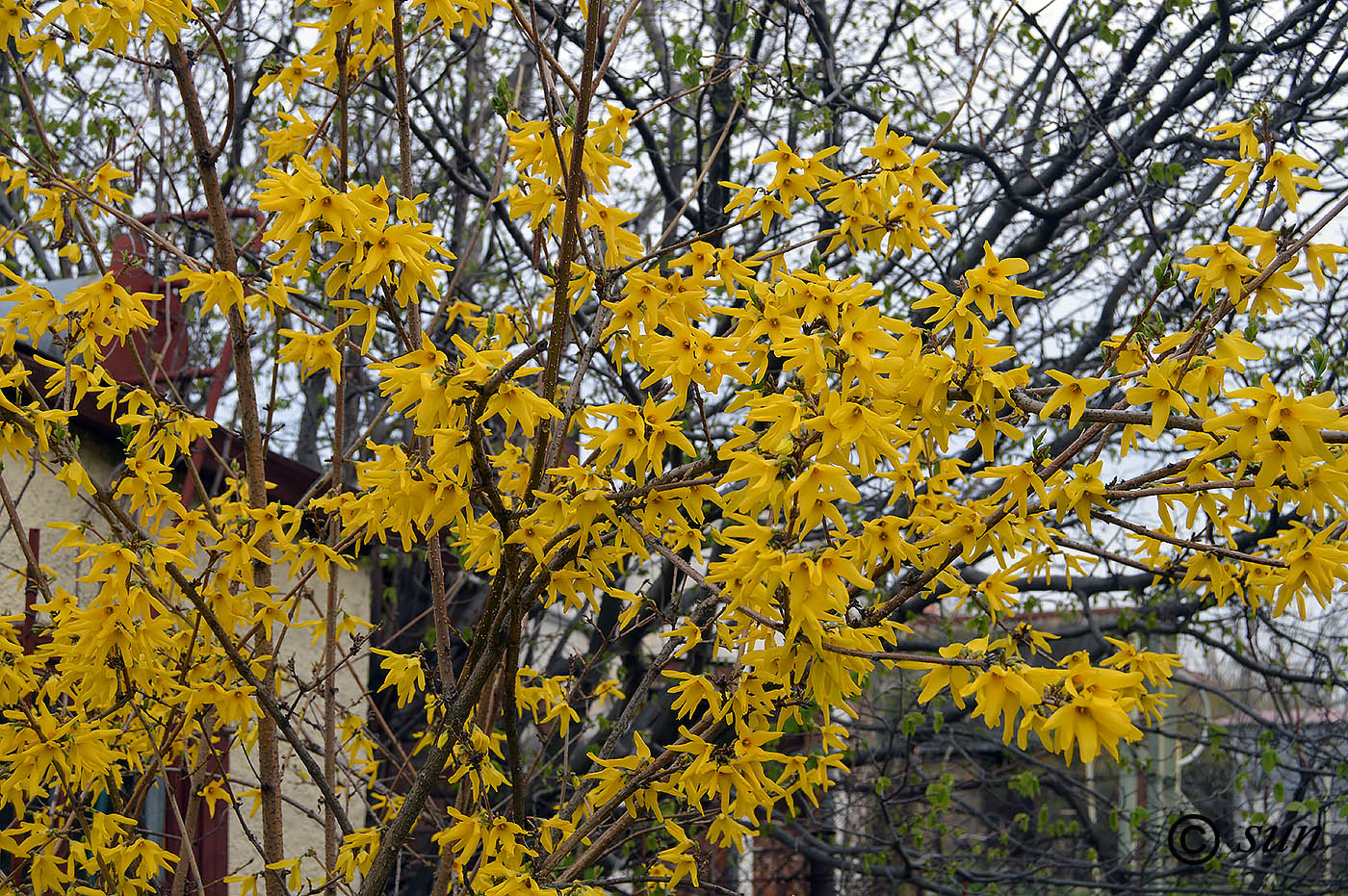 Изображение особи Forsythia europaea.