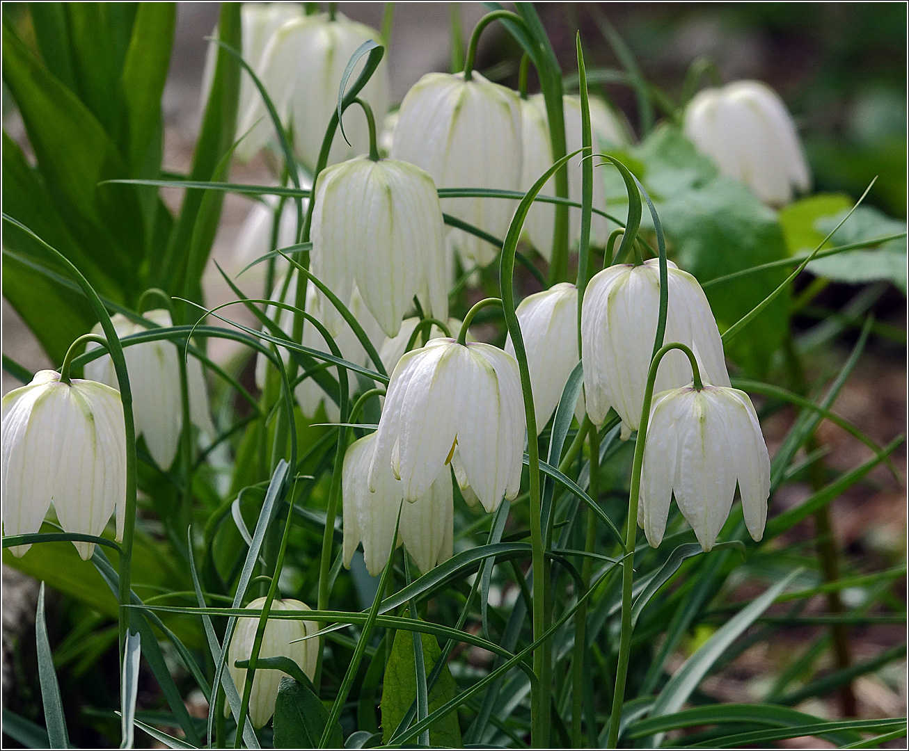 Image of Fritillaria meleagris specimen.