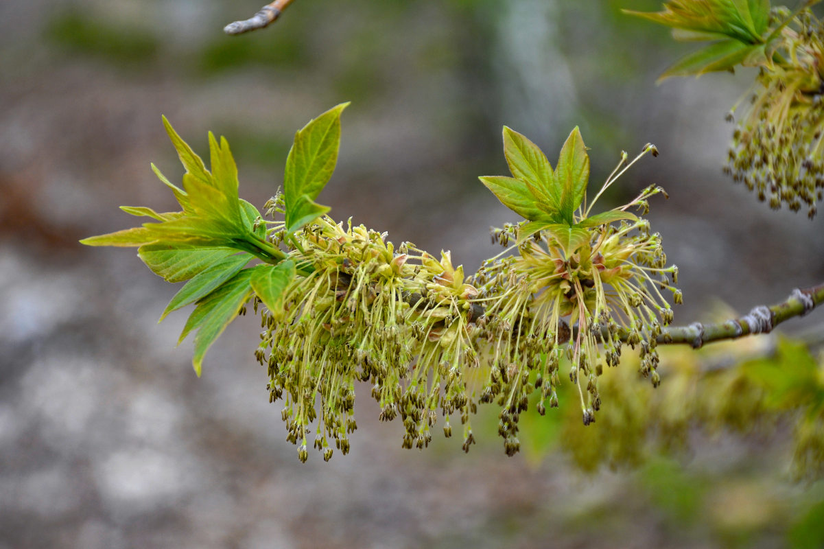 Image of Acer negundo specimen.