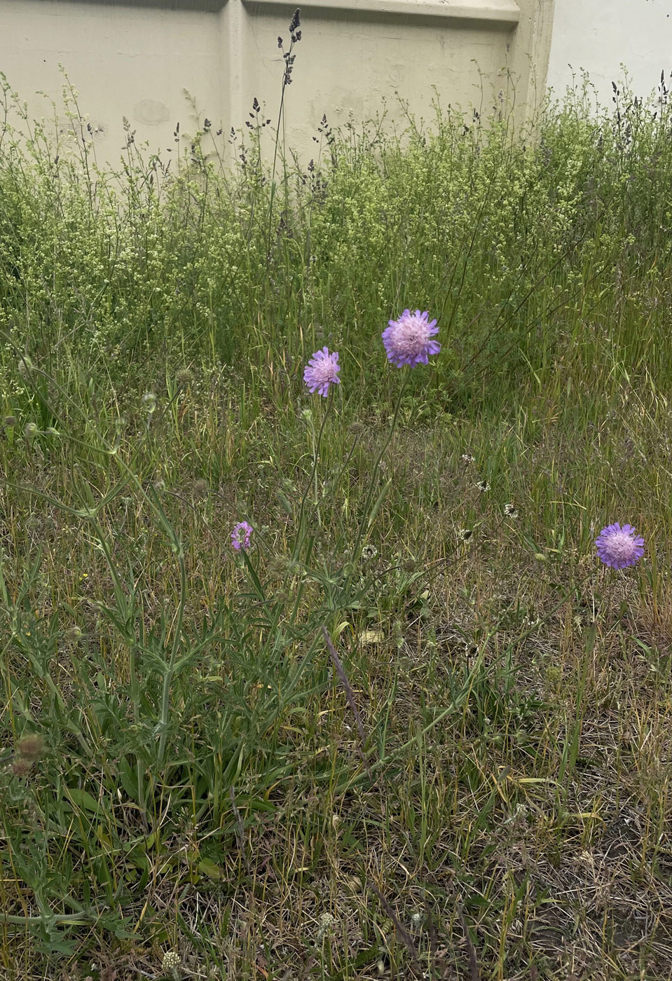Image of Knautia arvensis specimen.