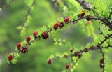 Larix olgensis