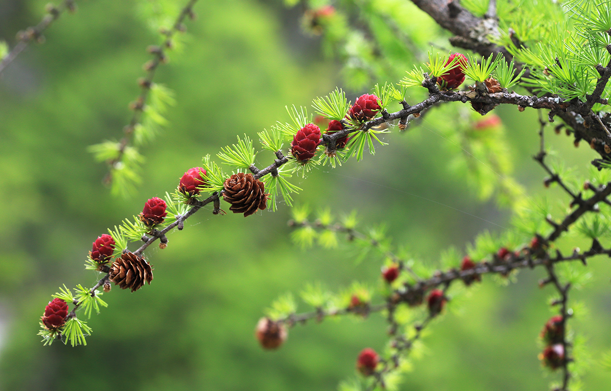 Image of Larix olgensis specimen.