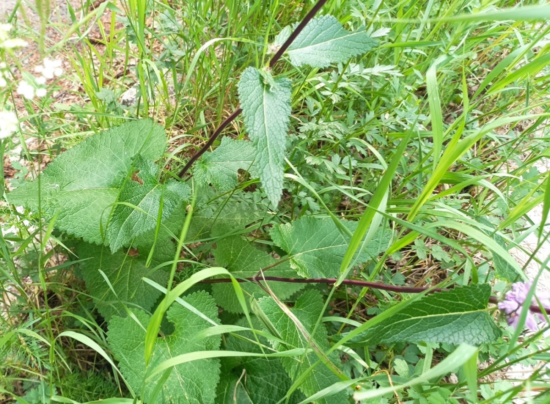 Image of Phlomoides tuberosa specimen.