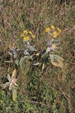 семейство Asteraceae. Цветущее растение. Эфиопия, провинция Бале, аураджа Фасиль, национальный парк \"Горы Бале\". 25.12.2014.