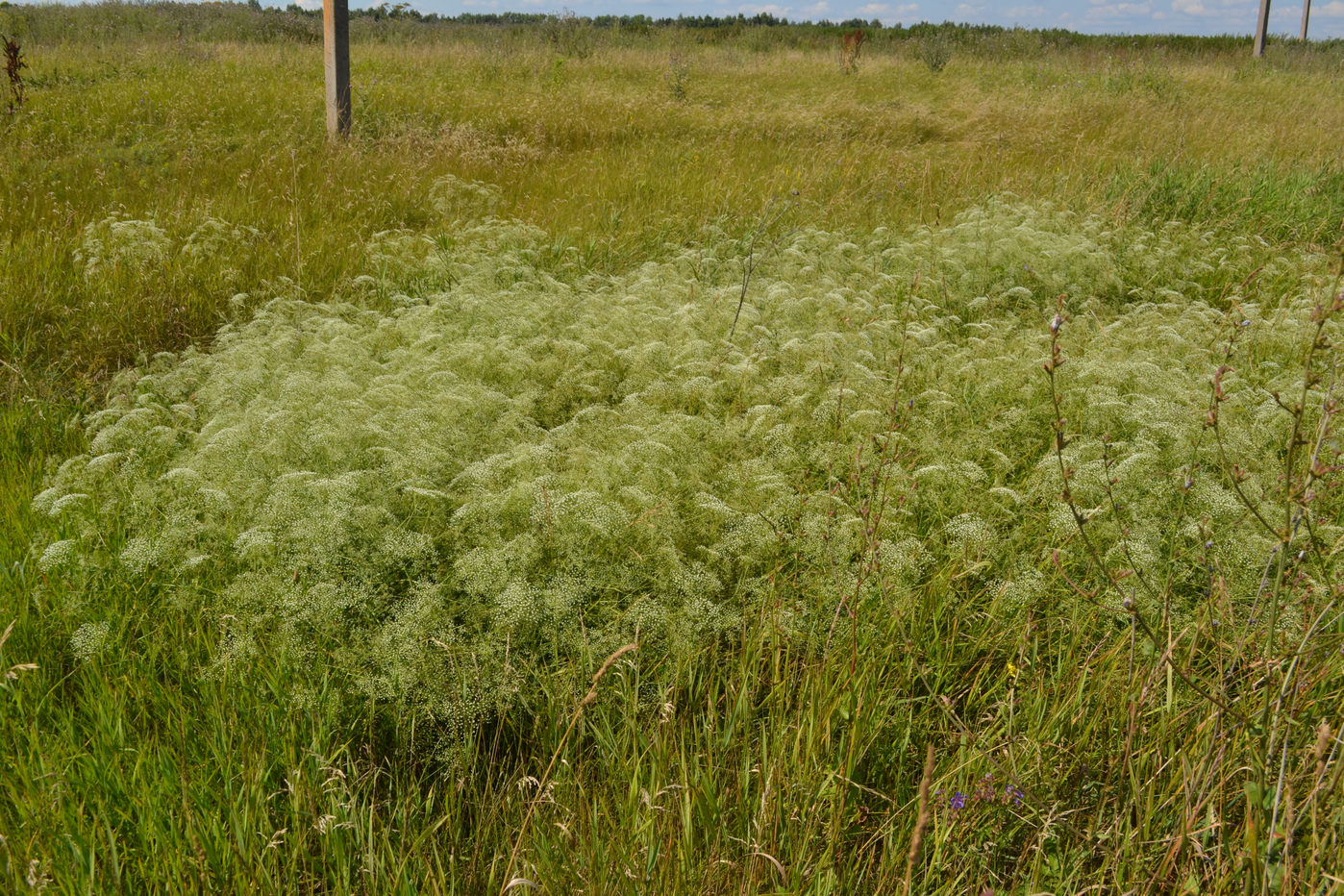 Изображение особи Falcaria vulgaris.