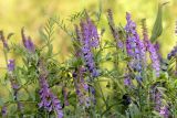 Vicia tenuifolia