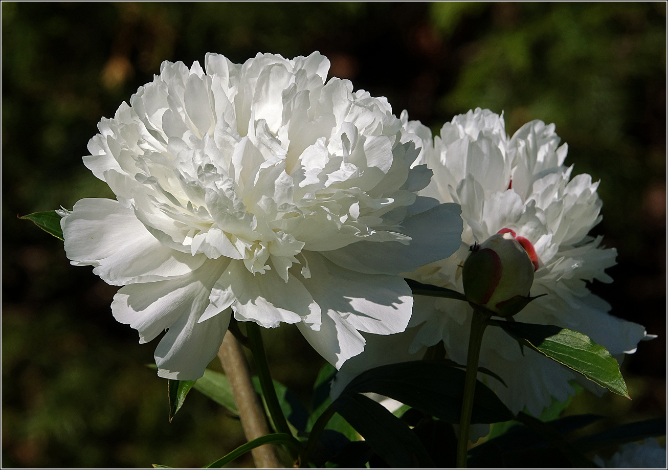 Image of Paeonia lactiflora specimen.