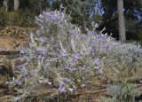 Eremophila nivea. Цветущее растение. Испания, автономное сообщество Каталония, провинция Жирона, комарка Баш-Эмпорда, муниципалитет Палафружель, ботанический сад \"Кап-Роч\". 29.04.2022.