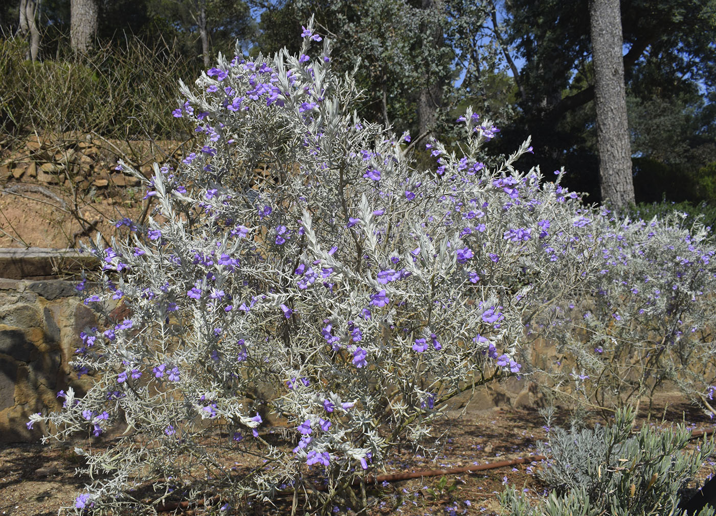 Image of Eremophila nivea specimen.