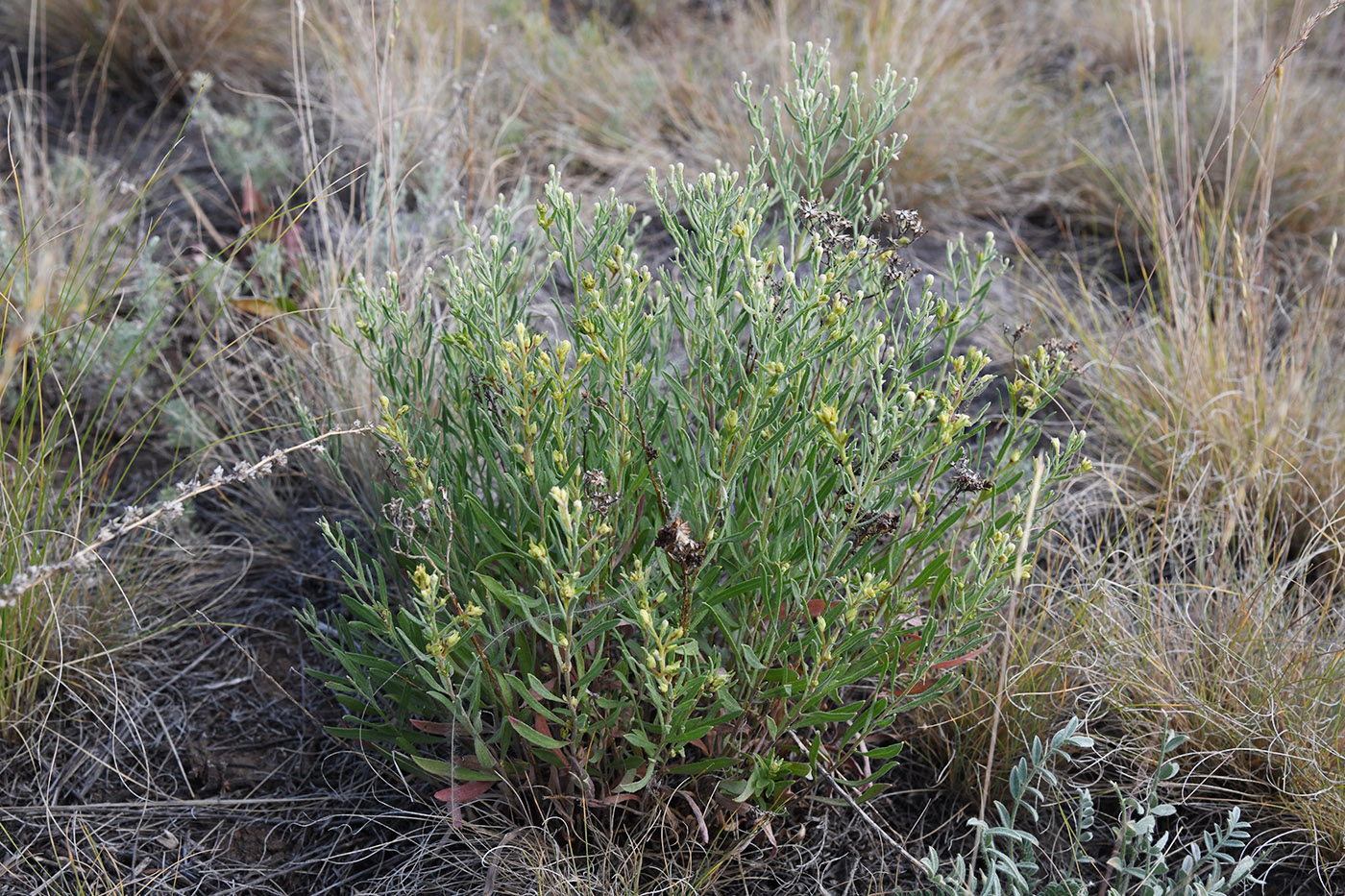 Image of genus Galatella specimen.