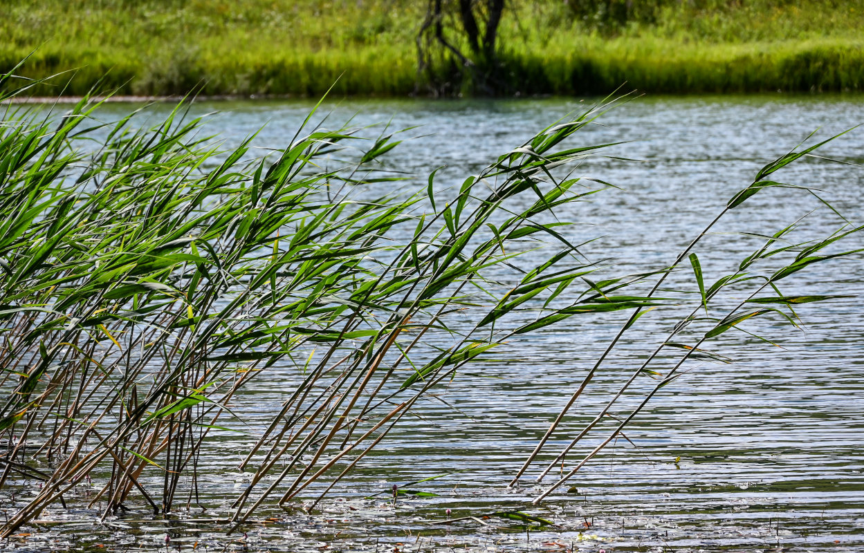 Изображение особи Phragmites australis.