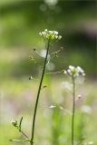 Capsella bursa-pastoris. Верхушка цветущего и плодоносящего растения. Ленинградская обл., Кингисеппский р-н, Кургальский п-ов, берег оз. Белое, поляна в сосновом лесу. 30.05.2021.