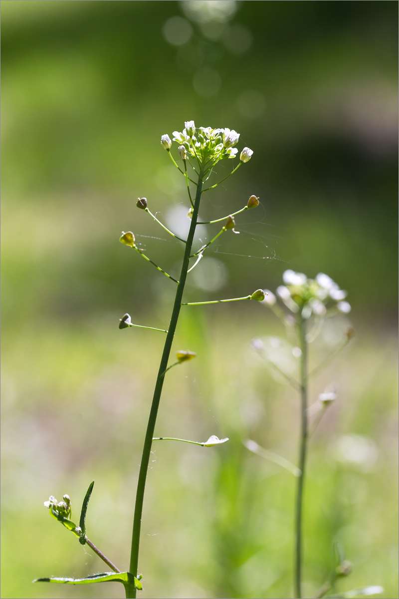 Изображение особи Capsella bursa-pastoris.