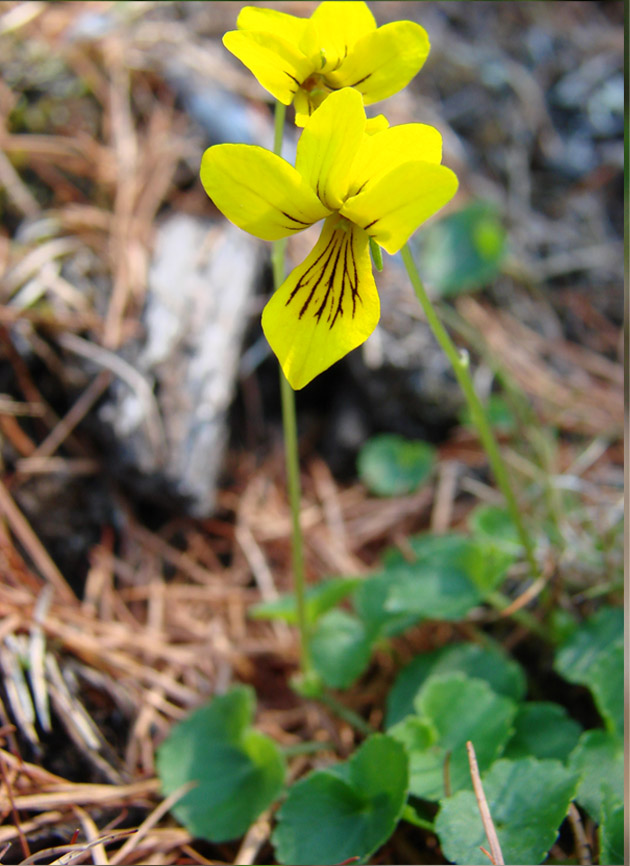 Изображение особи Viola biflora.