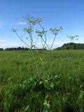 Heracleum sibiricum