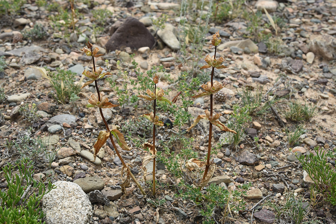 Image of Phlomoides zenaidae specimen.