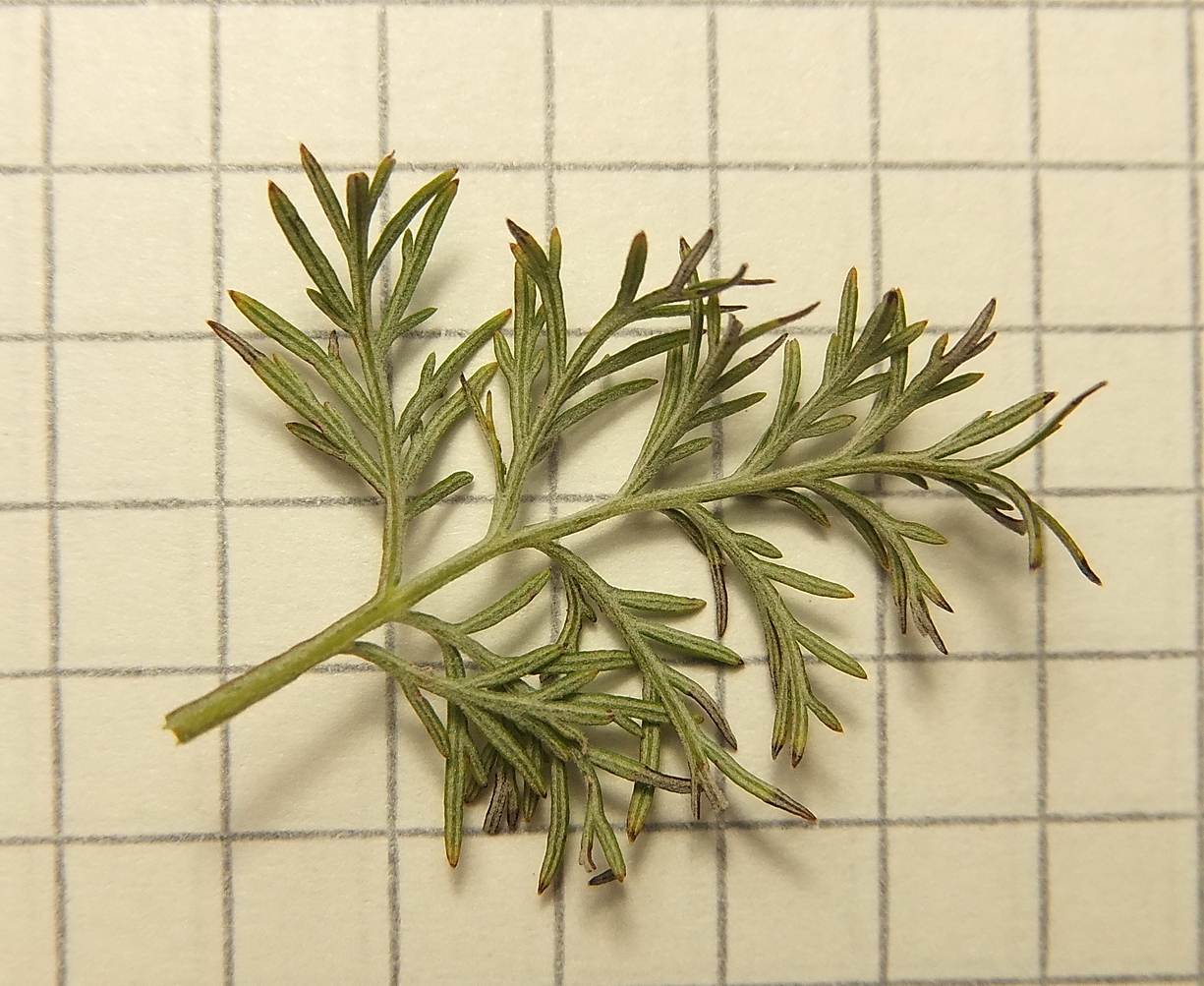 Image of Artemisia pontica specimen.