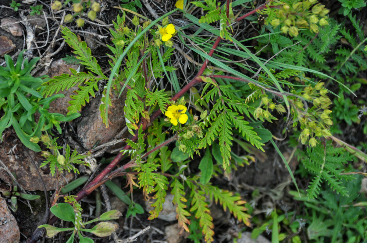 Изображение особи Potentilla chinensis.